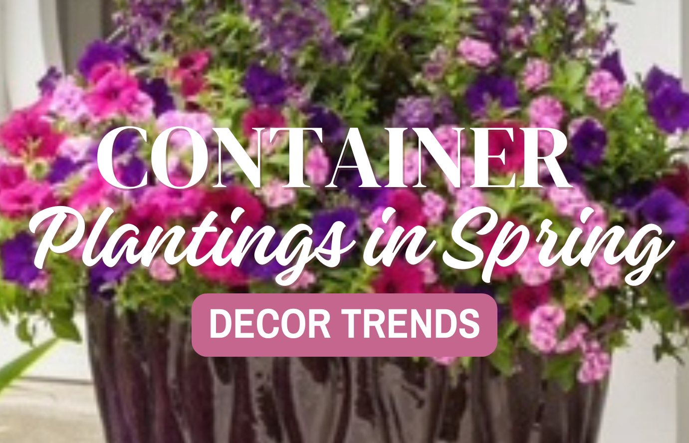 Container Plantings for Spring